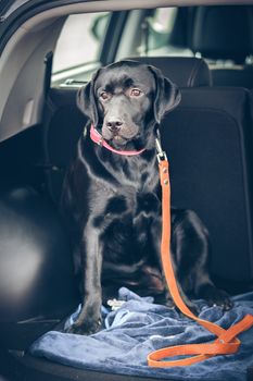 black labrador in car