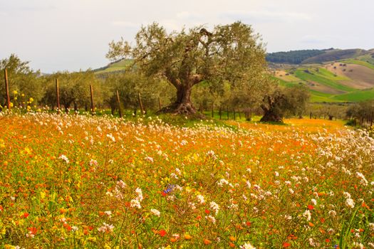 View of Sicilian countryside in the spring season, Olive trees and colorful flowers