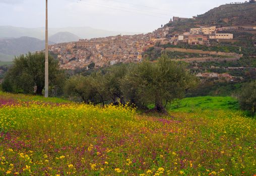 View of Sicilian countryside in the spring season, Olive trees and colorful flowers