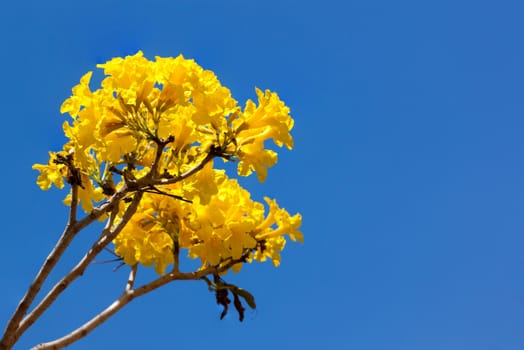 Yellow tabebuia flower on background blue sky.