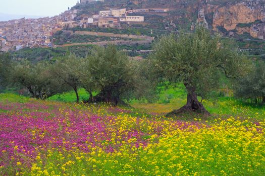 View of Sicilian countryside in the spring season, Olive trees and colorful flowers