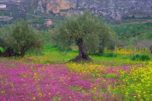 View of Sicilian countryside in the spring season, Olive trees and colorful flowers