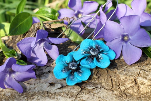 Handmade blue clay flower earrings with wood violet in spring on the nature background