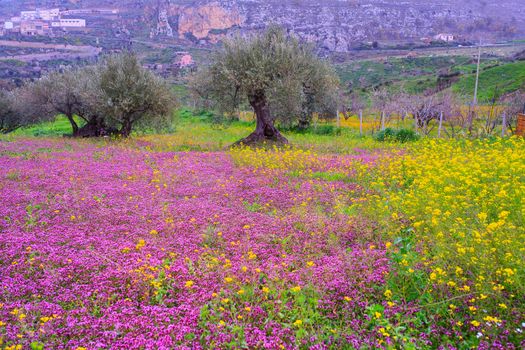 View of Sicilian countryside in the spring season, Olive trees and colorful flowers