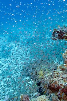 Shoal of glassfishes - Red Sea Sweepers- in tropical sea