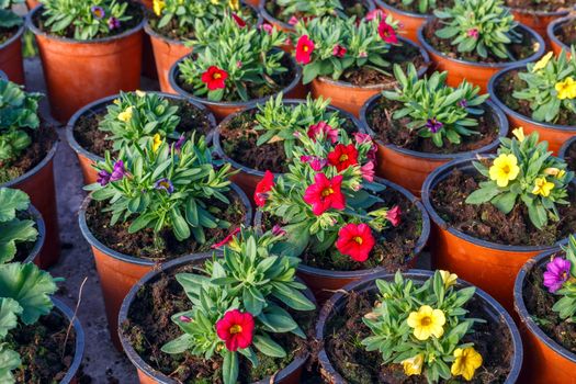 flower seedlings in pots, grown in greenhouses