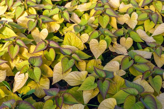 flower seedlings in pots, grown in greenhouses