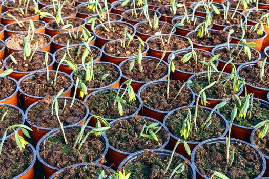 flower seedlings in pots, grown in greenhouses