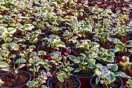 flower seedlings in pots, grown in greenhouses