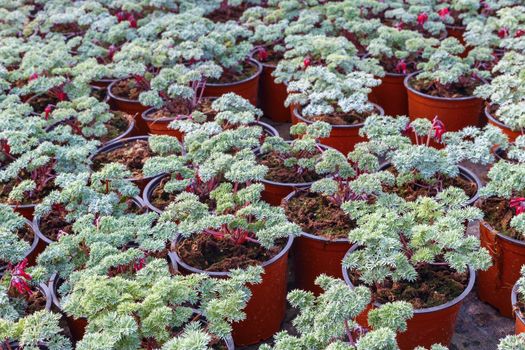 flower seedlings in pots, grown in greenhouses