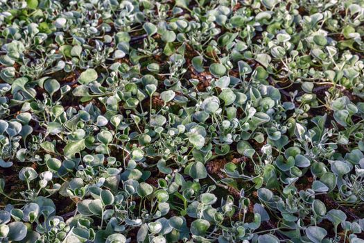 flower seedlings in pots, grown in greenhouses