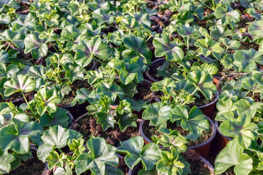 flower seedlings in pots, grown in greenhouses