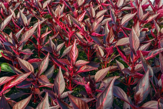 flower seedlings in pots, grown in greenhouses