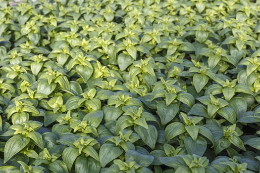 flower seedlings in pots, grown in greenhouses