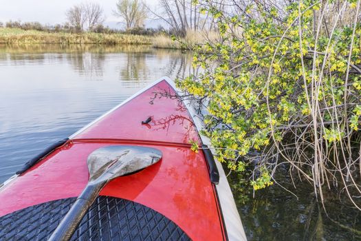 bowl of stand up paddleboard with paddle and wild currant in bloom - springtime paddling concept