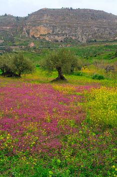 View of Sicilian countryside in the spring season, Olive trees and colorful flowers