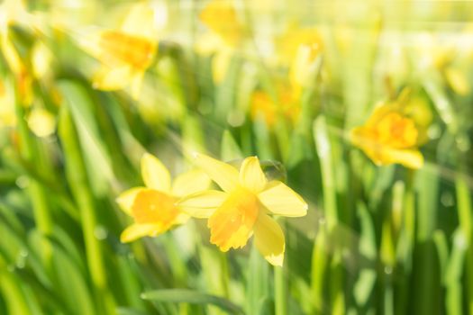 Spring blossom narcissus daffodils vivid yellow sunlit flowers with sunbeams and rays on blurred bokeh background. Filtered and toned stock photo with selective soft focus and shallow DOF.