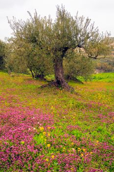 View of Sicilian countryside in the spring season, Olive trees and colorful flowers