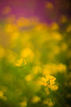 Flowers in the spring, Sicilian countryside