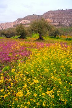Flowers in the spring, Sicilian countryside