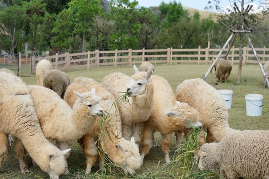 group of lovely alpaca in the farm