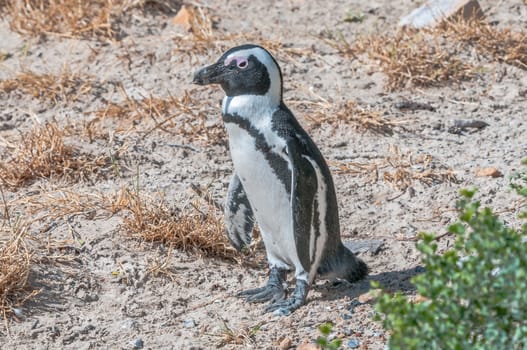 The Boulders section of the Table Mountain National Park in Simons Town is home to a land-based colony of endangered African Penguins.