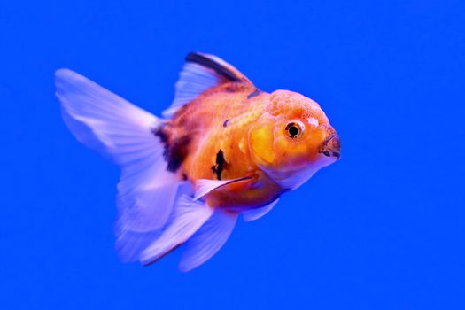 beautiful ranchu or lion head goldfish in fish tank