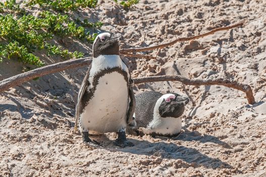 The Boulders section of the Table Mountain National Park in Simons Town is home to a land-based colony of endangered African Penguins.
