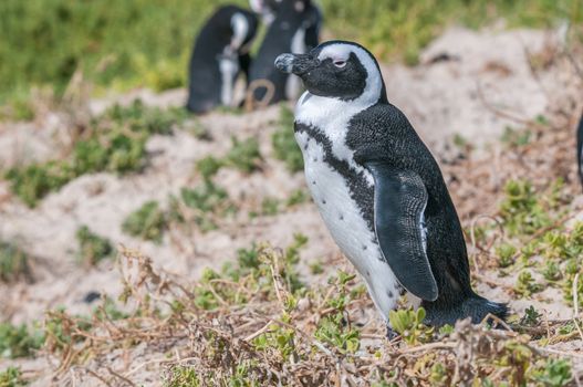 The Boulders section of the Table Mountain National Park in Simons Town is home to a land-based colony of endangered African Penguins.
