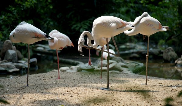 group of beautiful flamingo in the zoo
