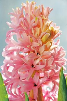 Blooming Pink hyacinth closeup