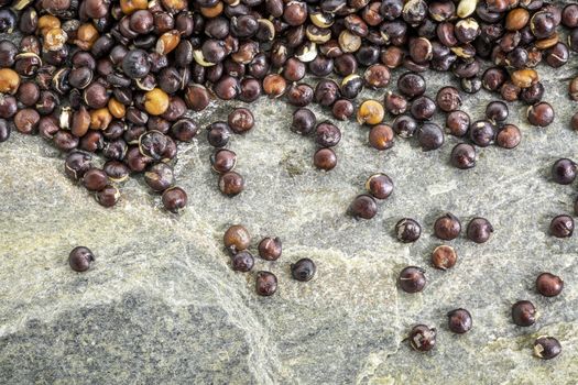 gluten free, black quinoa grain against slate rock - macro background