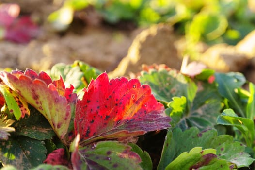 closeup of a colorful leafs at the sunlight