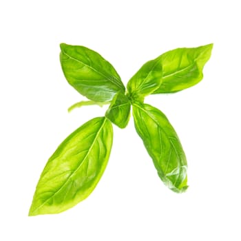 Fresh sweet basil leaves isolated on white background.