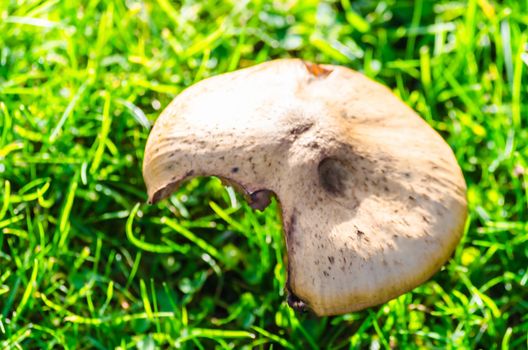 Single fungal damage against a green background.