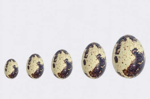 Different sized quail eggs in a row.