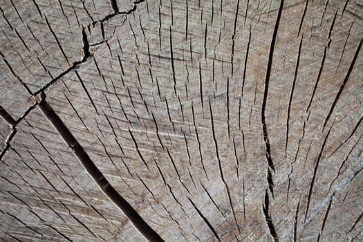 A macro photo of sawn wood as background.