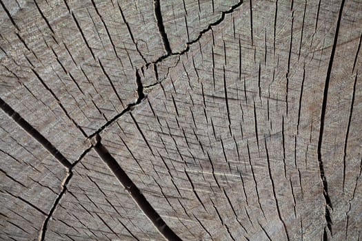 A macro photo of sawn wood as background.