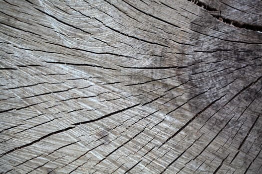 A macro photo of sawn wood as background.