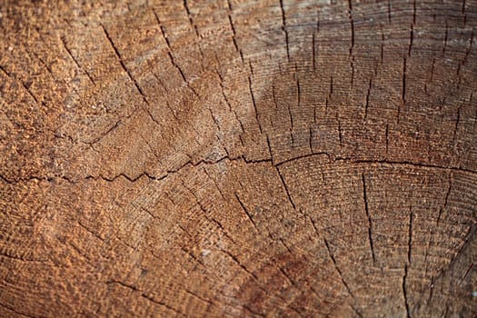 A macro photo of sawn wood as background.