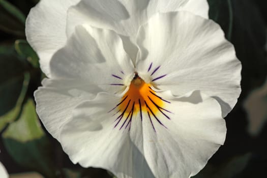 Macro photo of a pansy blossom