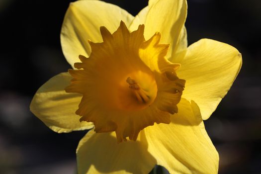 Macro photo of a wild daffodil.