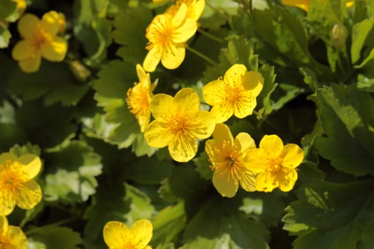 Closup of yellow wood anemones 