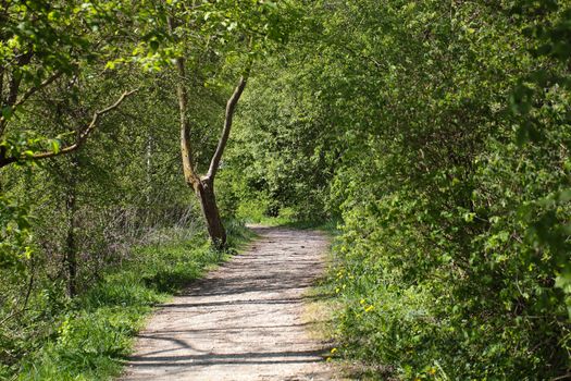 A small pathway in a park in springtime.