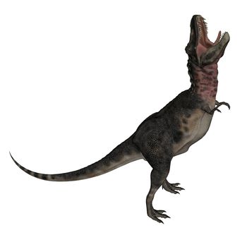 Tarbosaurus dinosaur roaring up isolated in white background - 3D render