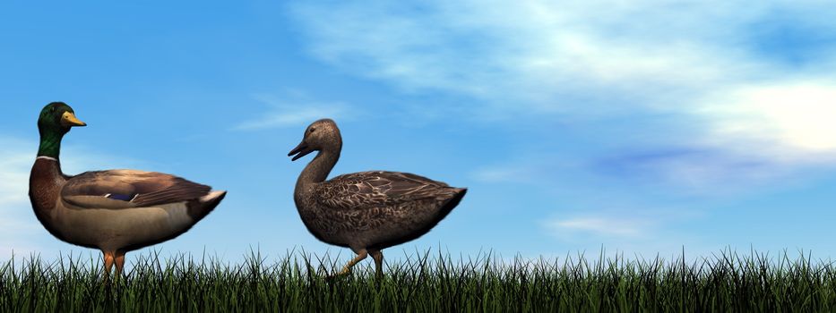 Mallard ducks couple walking on the grass by day - 3D render