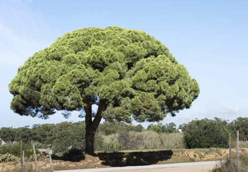 big pine tree on sand road in the portugal area Algarve with blue summer sky