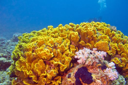 coral reef with yellow coral turbinaria mesenterina at the bottom of tropical sea