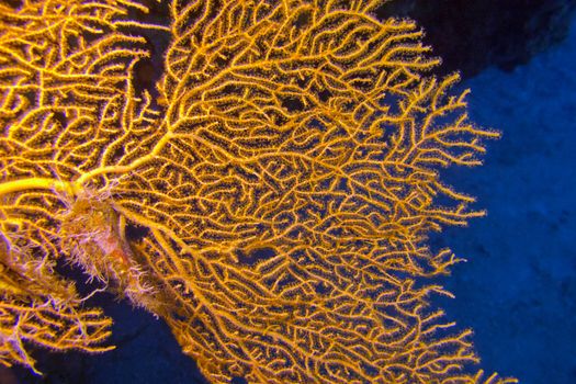 giant gorgonian in tropical sea, underwater