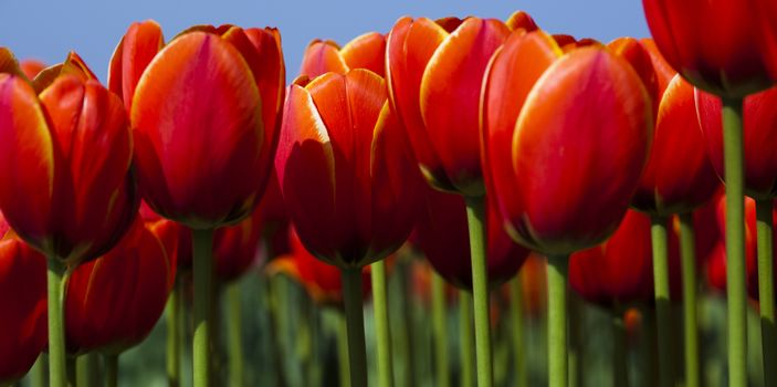 Tulips, spring colorful vivid theme